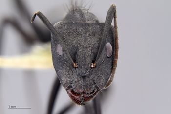 Media type: image;   Entomology 513816 Aspect: head frontal
